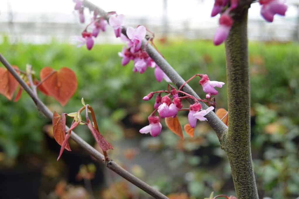 Cercis canadensis 'Forest Pansy' 300-350 cm